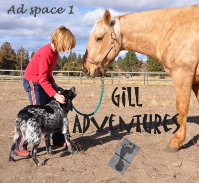 gill adventures banner 1