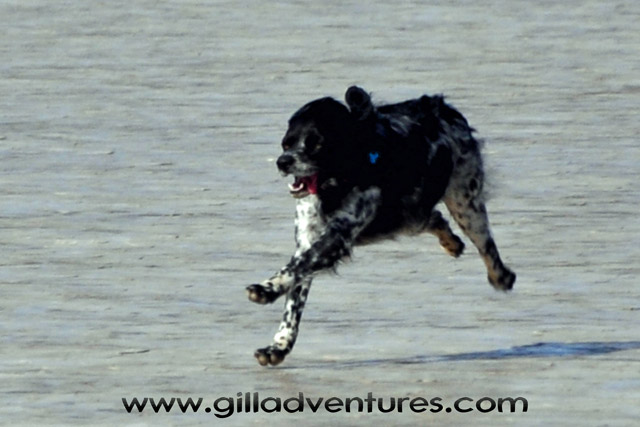 French Brittany in running flight over the Alvord Desert