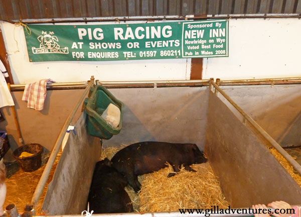 This just made us laugh. Yes, a banner for pig racing. And sleeping pigs. 
