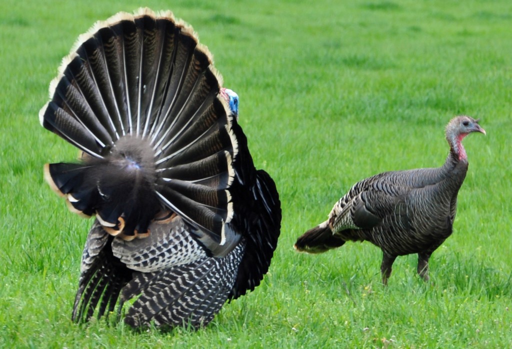 Turkeys Turkeys in Oregon