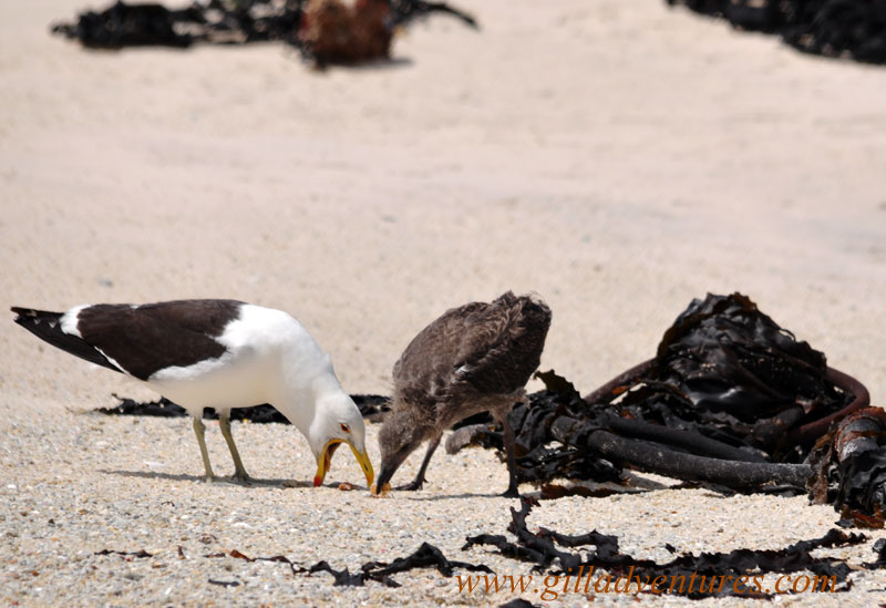 Boulders-Beach-gulls-2 A mother gull hacking up lunch for her baby on Boulders Beach, South Africa. Photo taken on our family trip around the world.