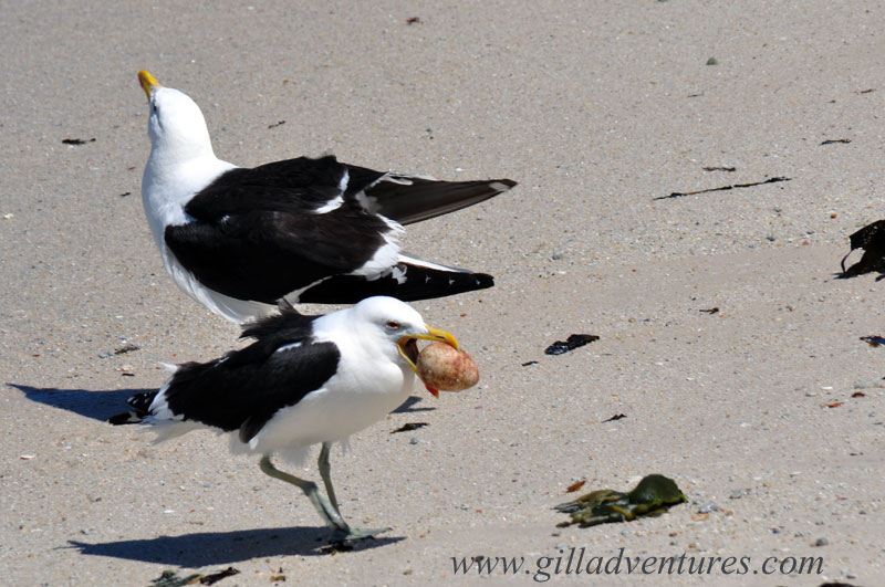 Boulders-Beach-gulls Life and death drama; seagulls with a stolen egg at Boulders Beach, during our trip around the world.