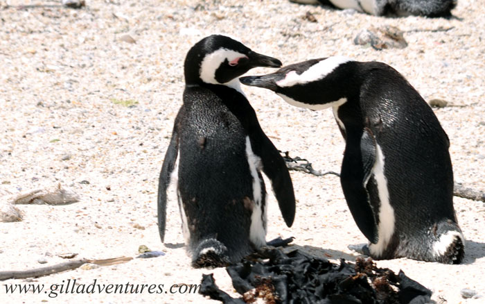 Boulders-Beach-penguins-3 Boulders Beach penguins showing affection. Photo taken during our RTW trip.