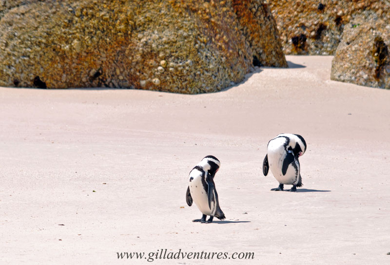 Boulders-Beach-penguins-4 Penguins grooming themselves on Boulders Beach, Simon's Town, South Africa. Photo taken on our trip around the world and posted in our travelogue.