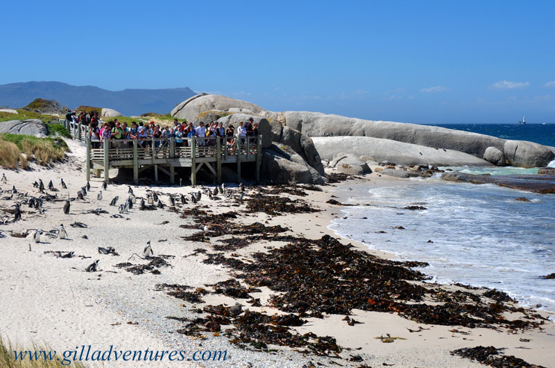 Boulders-Beach viewing platforn The main viewing deck for watching the penguins at boulders beach, simon's town, south africa.