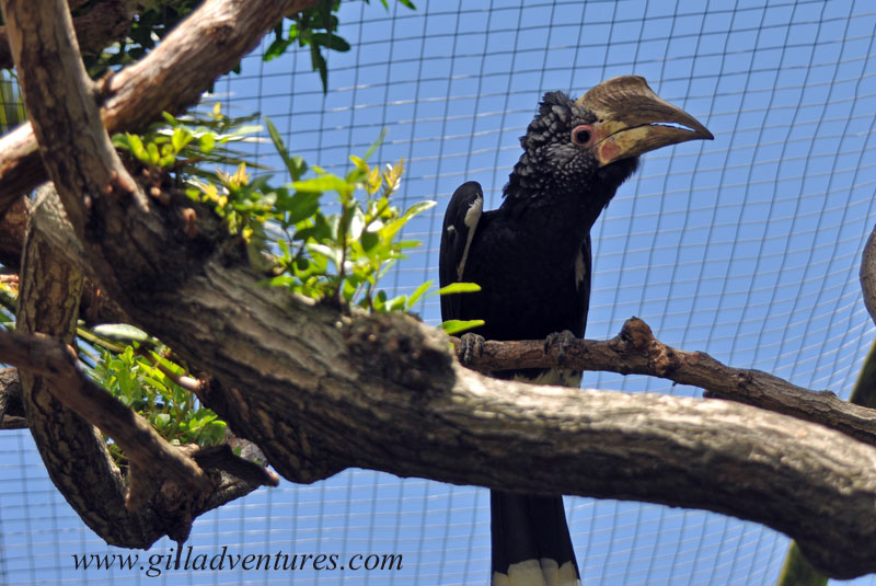 Cape-Town-SA_280 Hornbill in the World of Birds, south of Cape Town, South Africa