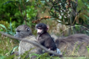 Baboons-1 A baby baboon close to the road south of Cape Town.