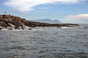 Seal Island, in False Bay, South Africa. Photo taken on our trip around the world.