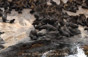 Seals on Seal Island. 