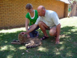 cheetah-cubs-2 Visiting with a cheetah cub at Cango Wildlife Ranch