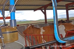 The Dairy on the farm stay in South Africa