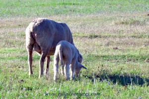 Sheep on a farm in south africa, farmstay