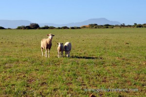 Sheep on the farmstay during our trip around the world.