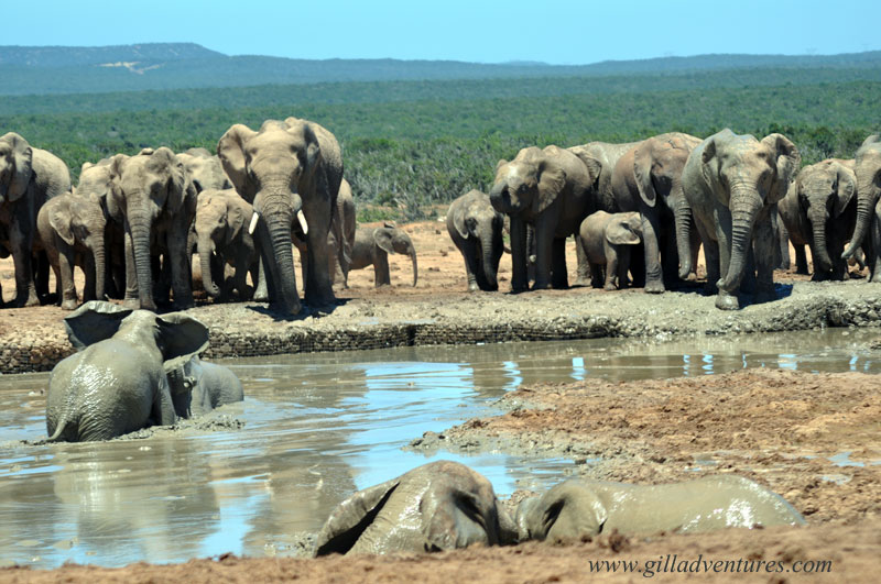 Addo_elephants-1 Young elephants in Addo Elephant National Park, South Africa wrestling in the mud during the heat of the day, watched by the herd.