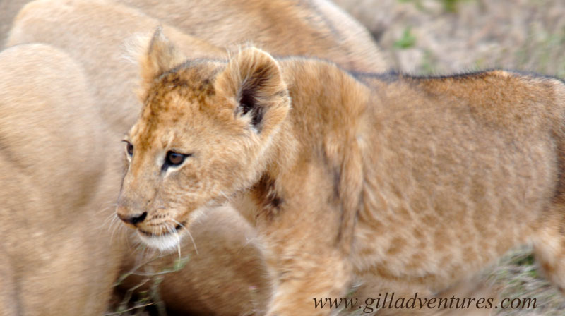 Schotia_1081 Lion cub looking for a spot at the table, so to speak.