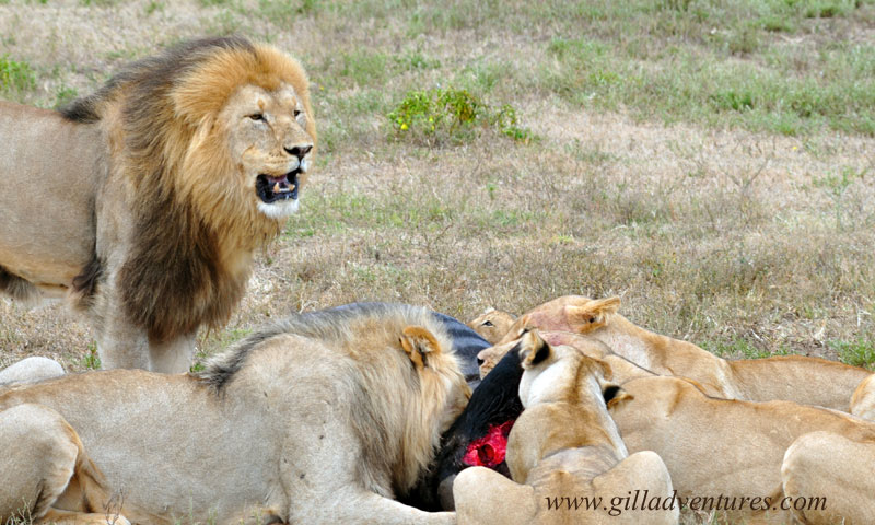 Schotia_1127 lions eating a wildebeest at schotia safari park in south africa.