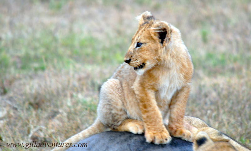 Schotia_1208 A cub on the kill. A lion cub sitting on top of a wildebeest killed by his pride.