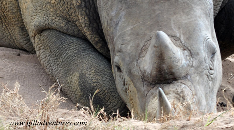 Schotia_807 Sleeping White Rhino