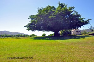 gamtoos-citrus-2 Trees in front of the Two Rivers Guest House, Gamtoos Valley, South Africa