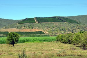 gamtoos-citrus Citrus groves and crop lands in the Gamtoos River Valley, South Africa