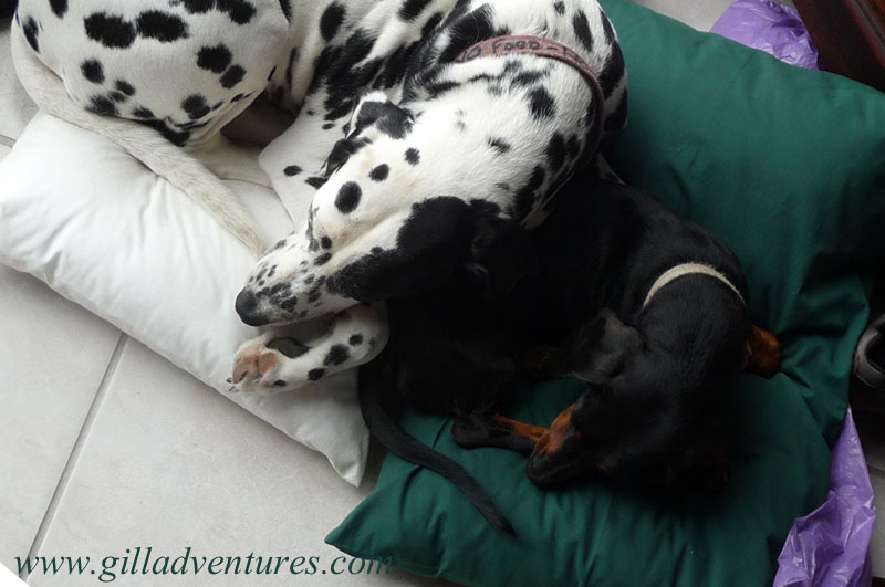 loaner-dogs-1 Wax and Frankie, Loaner Dogs. A dalmation and dachshund sleeping on pillows