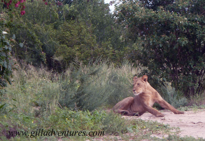 lion-in-camp One of our mid-morning visitor. We've been close to lions several times in safari vehicles, but this was the first time on our own while we were walking around. We retreated to the safety of the Land Rover until they left.