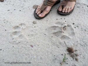 lion-prints-kalahari Lion prints from our night visitor in the Kalahari. We didn't see this one.