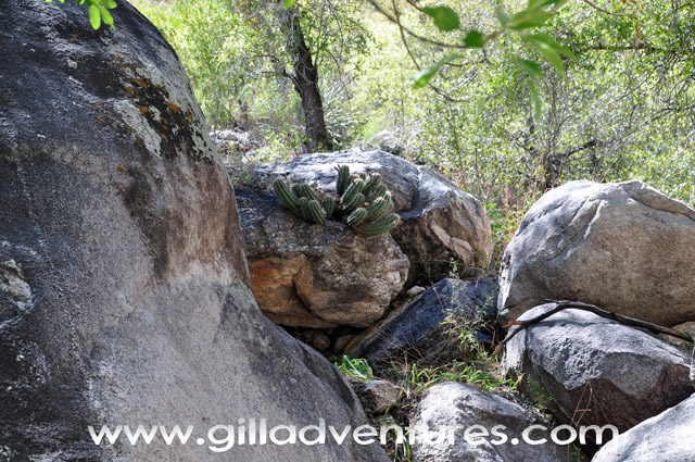 Rocks and Cactus on Sabino West Fork Trail
