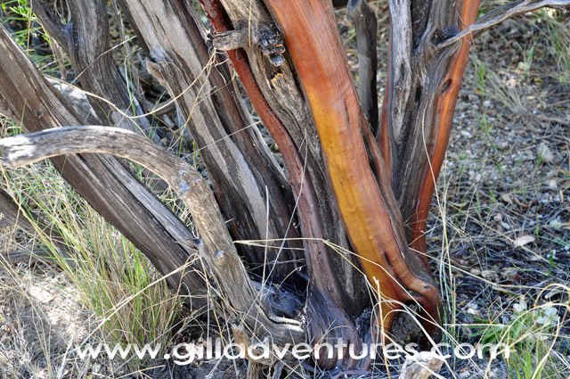 tree trunks on trail, Sabino Basin