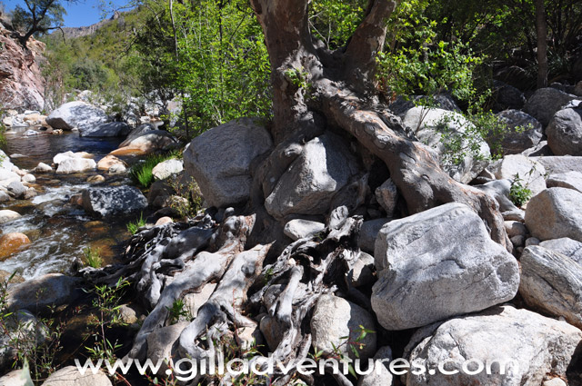 Tree Roots at Hutch's Pool