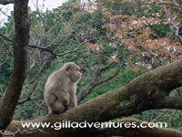 Japanese macaque