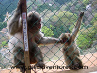 monkey park Kyoto