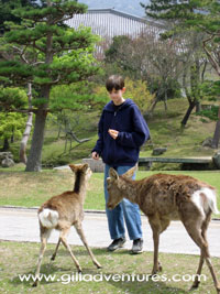 feeding deer in Nara