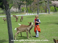 feeding deer in Nara, Japan
