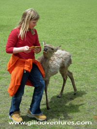 Nara Japan deer