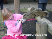 Izu Oshima Island squirrel park
