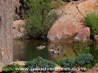 rock springs dude ranch pond